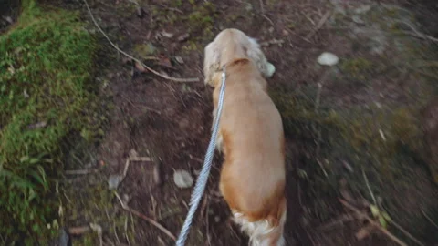 Walking with a dog in the forest, a red spaniel is resting on a forest lawn. Stock Footage 195308313