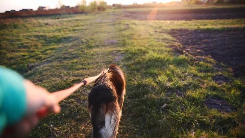 Walking the dog on leash Stock Footage 129333938