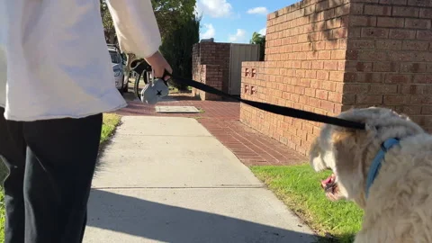 Walking a dog on a leash Stock Footage 299166205