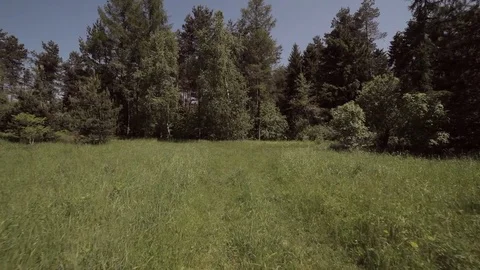 Walking With A Dog In The Meadow Video stock 76396314