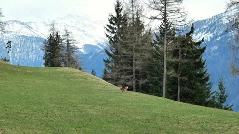 Walking  dog in the mountains.dog red with white spots  runs on the green hill Stock Footage 242520468