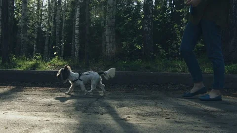 Walking with a dog on a nice clear day. Stock video footage Stock Footage 75637308
