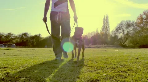 Walking dog in the park 4K Stock Footage 49393435