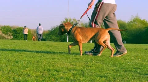 Walking dog in the park 4K Stock Footage 49393436