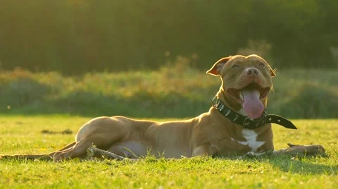 Walking dog in the park 4K Stock Footage 49393437