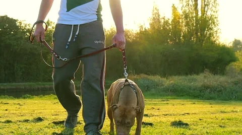 Walking dog in the park Stock Footage 49392788
