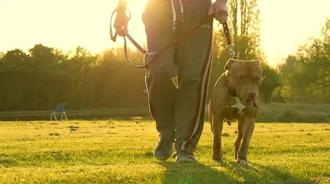 Walking dog in the park Stock Footage 49392838