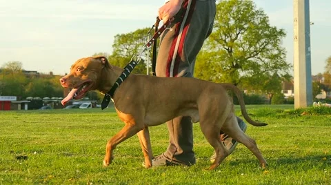 Walking dog in the park Stock Footage 49392855