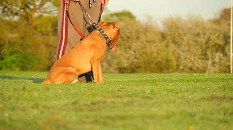 Walking dog in the park Stock Footage 49396097