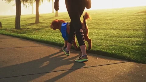 Walking dog In The Park Stock Footage 199280774