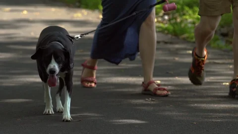 Walking a dog in a park in slow motion Stock Footage