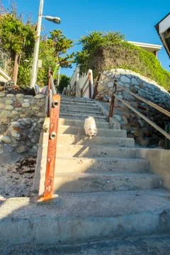 Walking with dog Stock Photos