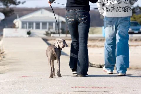 Walking the Dog Stock Photos