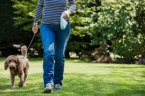 Walking the Dog Fotos Stock