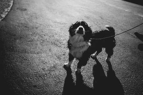 Walking Dog Stock Photos