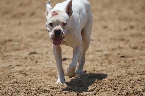 Walking dog Stock Photos