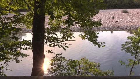 Walking dog in the river - 388 Stock Footage 311019537