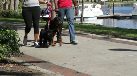 Walking dog on sidewalk Video stock 21880620