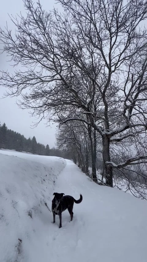 Walking a dog on Snowing day in a forest Stock Footage 334411778