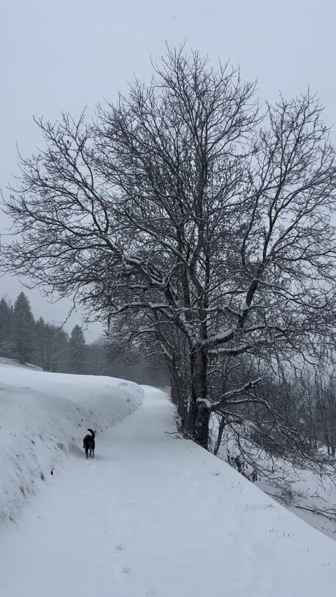 Walking a dog on Snowing day in a forest Stock Footage 334411793