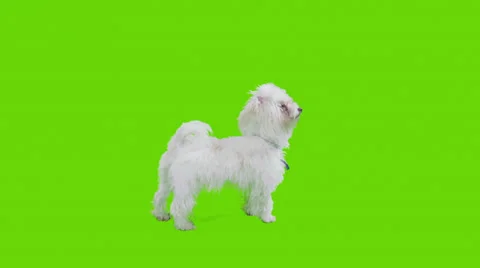 Walking dog stops in the middle of the frame, gets on foot Stock Footage 30394752