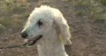 Walking the Dog in Suburbia HD Footage