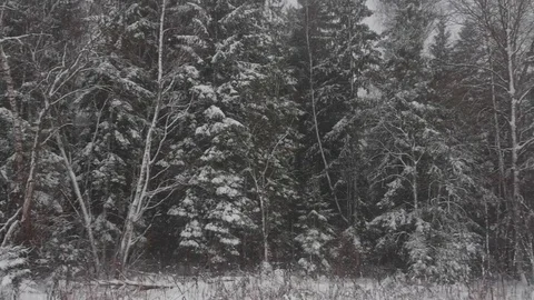 Walking With a Dog in the Winter Forest 스톡 동영상 84654944