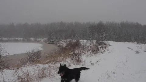 Walking With a Dog in the Winter Forest 스톡 동영상 84661703