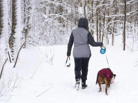 Walking the dog in the winter forest Stock Photos