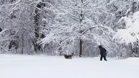 Walking with a dog in winter Foto stock