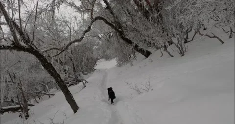 Walking with a dog in a winter woods Video stock 201675238