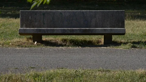 Walking with the dog1 Stock Footage 112778423