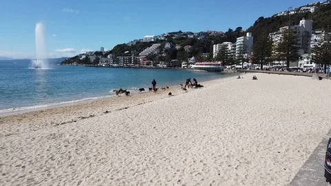 Walking Dogs On A Beach Stock Footage 123541154
