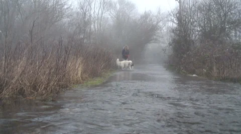 Walking dogs in floods 1 Video stock 34269712