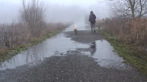 Walking dogs in floods 3 Stock Footage 34269540