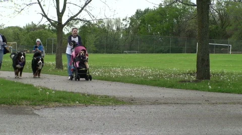 Walking dogs Video stock 698340