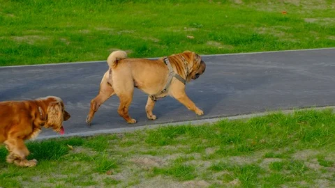 Walking dogs Stock Footage 118364076