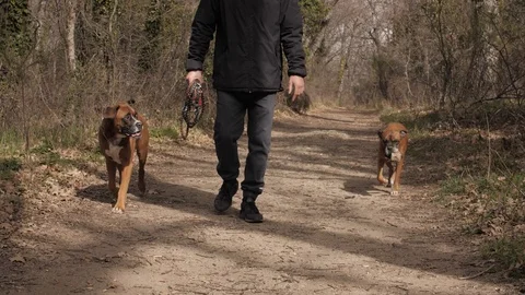 Walking the dogs Stock Footage 127665649