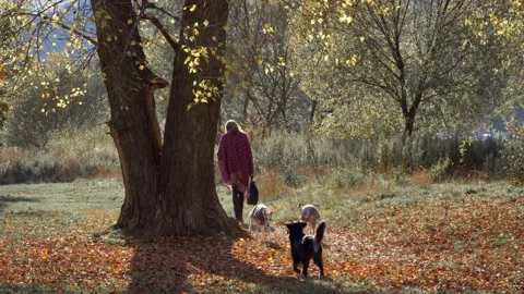 Walking dogs Video stock 151655353