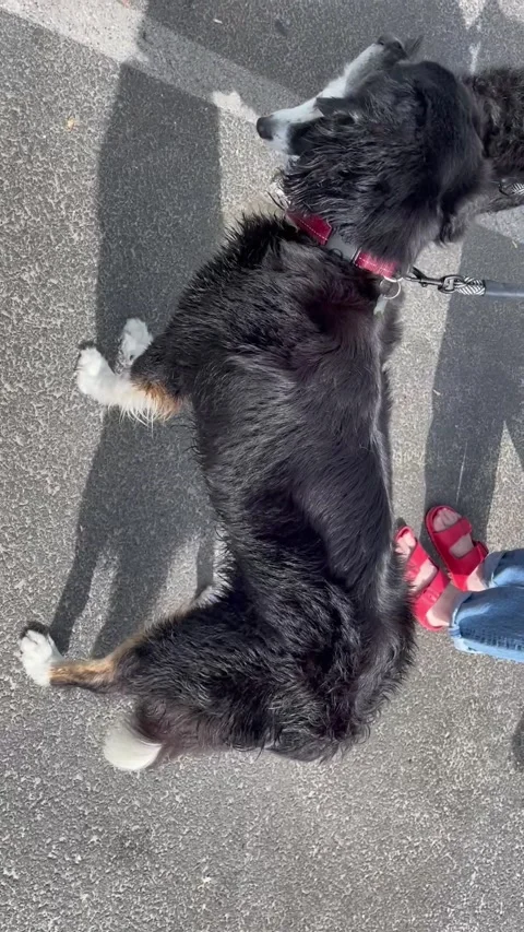 Walking Dogs Stock Footage 236261613