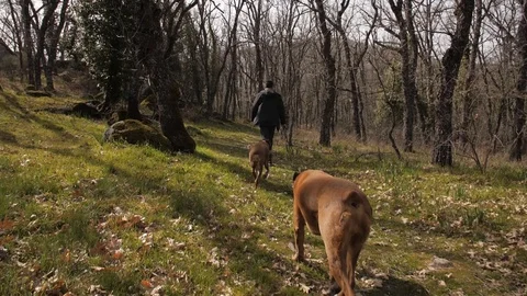 Walking the dogs in the forest Stock Footage 128014927