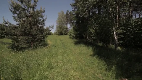 Walking with dogs in the meadow Video stock 76436035