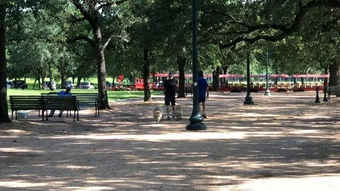 Walking dogs in the park 库存影片 91906869