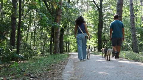 Walking dogs in the park Stock Footage 282175125