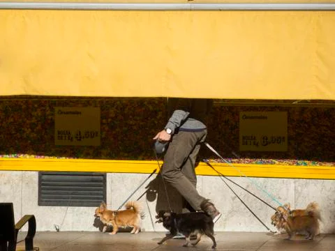 Walking dogs Stock Photos