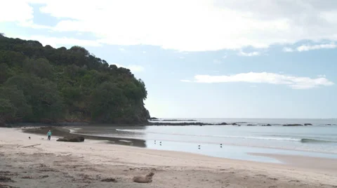 Walking dogs on a sandy beach Stock Footage 39590275