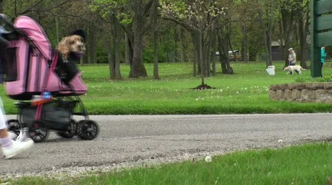 Walking dogs side view Video stock 697589