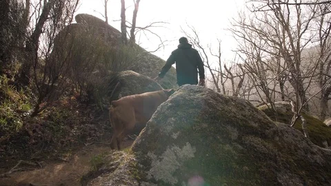 Walking the dogs trough the rocks Stock Footage 128014893