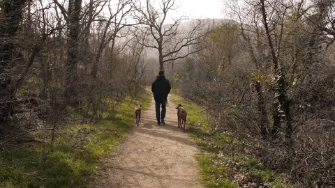 Walking the dogs on the way Stock Footage 128014952