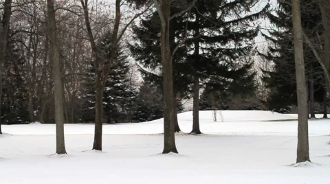 Walking Dogs in a Winter Scene Stock Footage 57719222